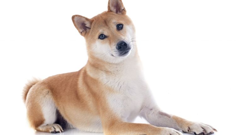 Shiba Inu Coin Price Prediction: Analyzing the Future Outlook of a Popular Cryptocurrency