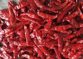 Exploring The Fiery World Of Red Chilli: Uses, Benefits, And Side Effects
