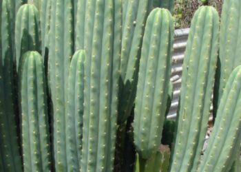 The Best Tips on Growing a San Pedro Cactus: Cultivation Guide and Where to Find San Pedro Cactus for Sale