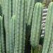 The Best Tips on Growing a San Pedro Cactus: Cultivation Guide and Where to Find San Pedro Cactus for Sale