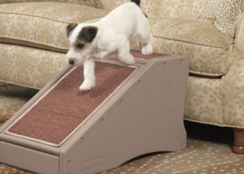 How To Choose The Right Ramp For Your Dog – And Your Home?