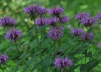 Perennial Power: Transform Your Garden with Native Blooms