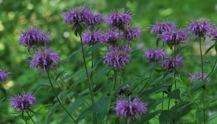 Perennial Power: Transform Your Garden with Native Blooms