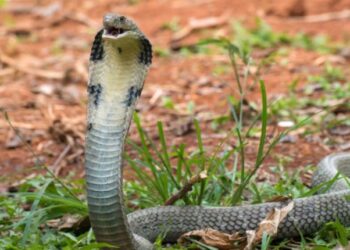 Cobra Snakes For Sale A Bold Choice For Experienced Keepers