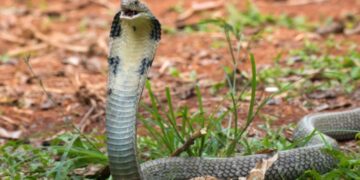 Cobra Snakes For Sale A Bold Choice For Experienced Keepers