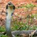 Cobra Snakes For Sale A Bold Choice For Experienced Keepers