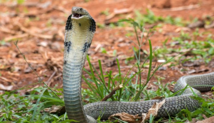 Cobra Snakes For Sale A Bold Choice For Experienced Keepers